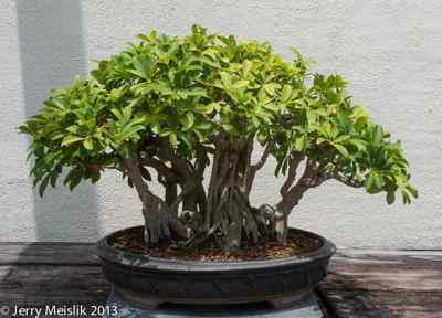 Schefflera
